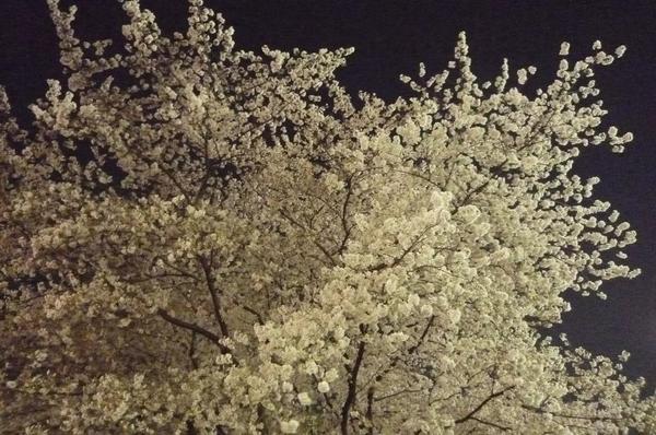 夜桜_03.JPG