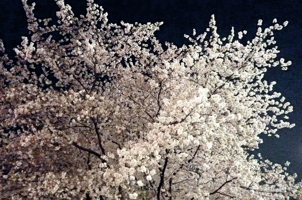 夜桜_03_改.JPG